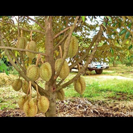 jual tanaman durian montong kaki 1 jaminan original Lombok Utara