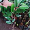 jual tanaman durian montong kaki 3 hasil okulasi cepat berbuah Bangka Barat