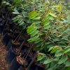jual tanaman durian montong kaki 3 Kubu Raya
