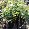 jual tanaman durian montong kaki 3 Murung Raya