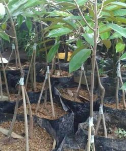 jual tanaman durian montong kaki 3 Solok