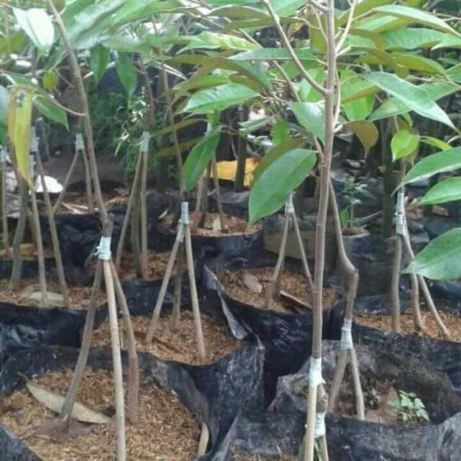 jual tanaman durian montong kaki 3 Solok