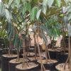 jual tanaman durian montong kaki 3 super import asli thailand Lumajang