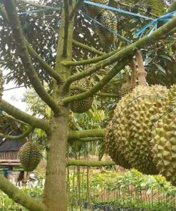 jual tanaman durian montong okulasi cepat berbuah Mempawah