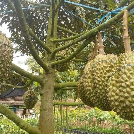 jual tanaman durian montong okulasi cepat berbuah Mempawah