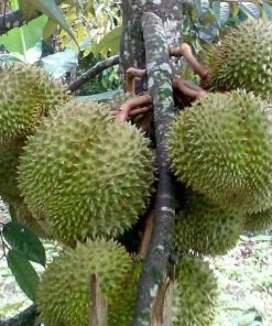 jual tanaman durian montong okulasi cepat berbuah Nabire