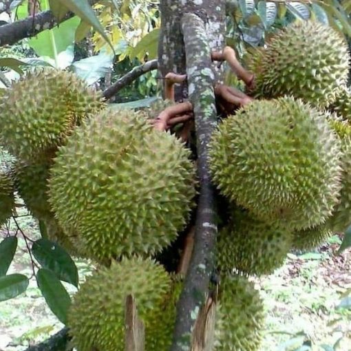 jual tanaman durian montong okulasi cepat berbuah Nabire