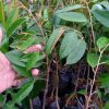jual tanaman durian montong okulasi Dumai