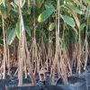 jual tanaman durian montong sedling kaki 3 buah super unggul agrotani Mahakam Ulu