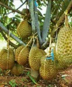 jual tanaman durian montong stek okulasi Tanah Datar