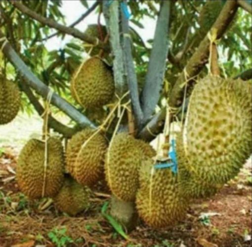 jual tanaman durian montong stek okulasi Tanah Datar