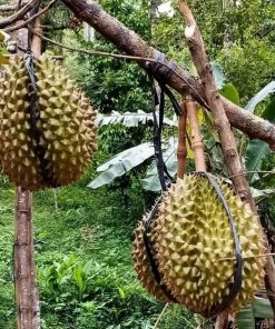 jual tanaman durian montong super hasil okulasi Majene