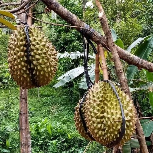 jual tanaman durian montong super hasil okulasi Majene