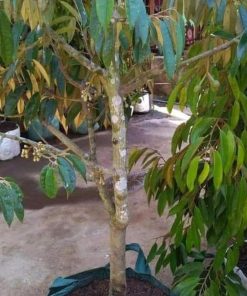 jual tanaman durian montong super jumbo berbuah pendek Jakarta Barat