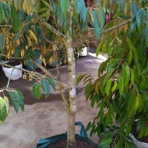 jual tanaman durian montong super jumbo berbuah pendek Jakarta Barat