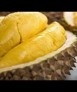 jual tanaman durian montong super jumbo cepat berbuah Tapanuli Utara