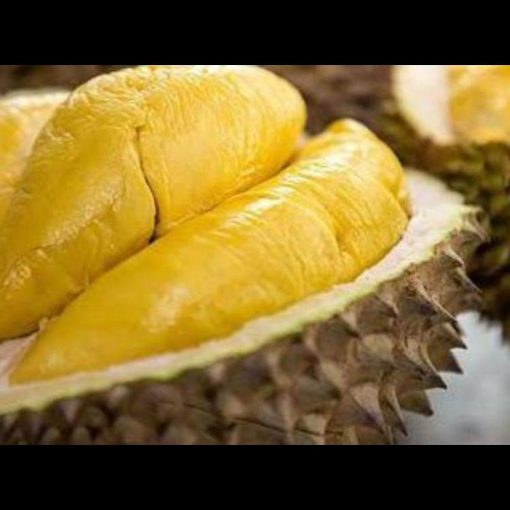 jual tanaman durian montong super jumbo cepat berbuah Tapanuli Utara