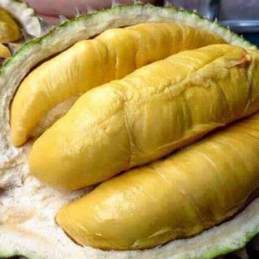 jual tanaman durian montong super Kebumen