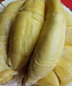 jual tanaman durian montong super manis Bantul