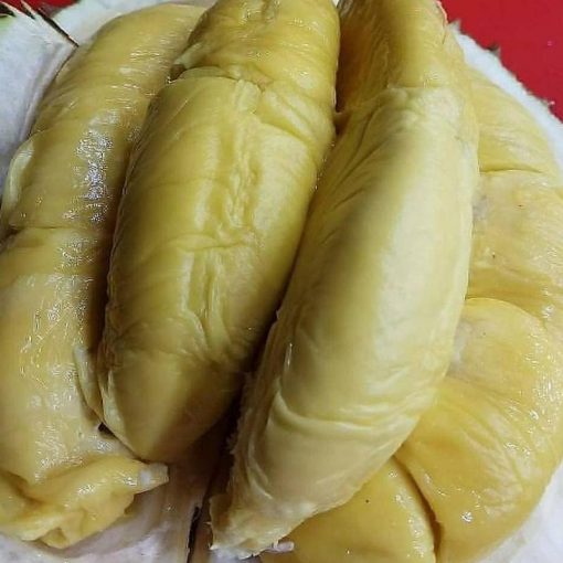 jual tanaman durian montong super manis Bantul