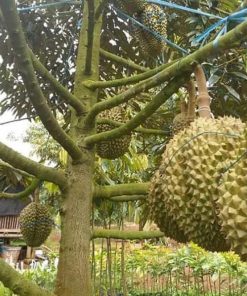 jual tanaman durian montong super manis Dompu