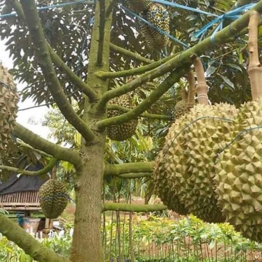 jual tanaman durian montong super manis Dompu