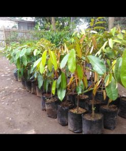 jual tanaman durian montong super Manokwari