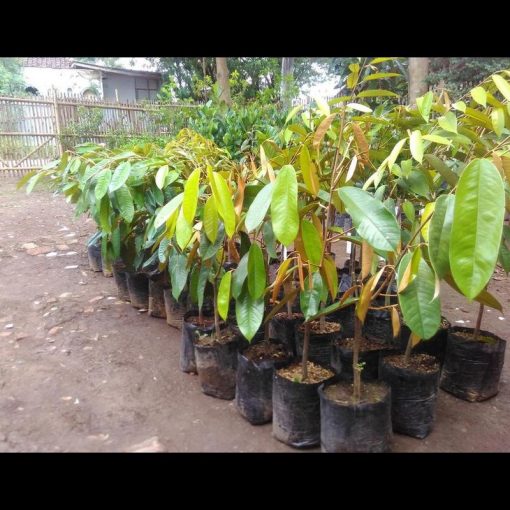 jual tanaman durian montong super Manokwari