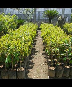 jual tanaman durian montong super monthong Kotamobagu