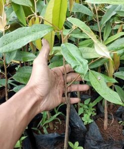 jual tanaman durian montong super Pamekasan