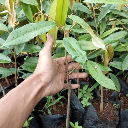 jual tanaman durian montong super Pamekasan