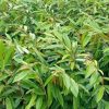 jual tanaman durian montong super unggul Bulungan