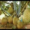 jual tanaman durian montong super unggul murah bisa cod Sumba Tengah