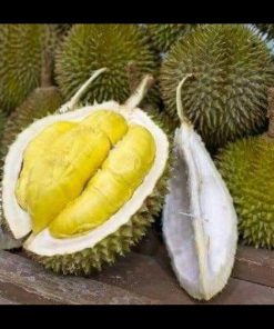 jual tanaman durian montong unggul luar jawa wajib order surat saat checkout Pulau Taliabu