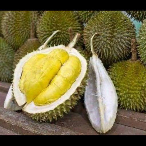 jual tanaman durian montong unggul luar jawa wajib order surat saat checkout Pulau Taliabu