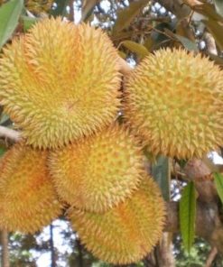 jual tanaman durian murah Aceh Tengah