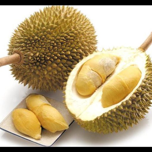 jual tanaman durian musang king dari stek unggul dan murah duren musangking Aceh Utara