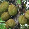jual tanaman durian musangking Aceh Utara