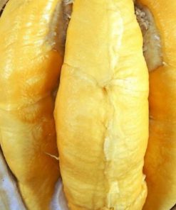 jual tanaman durian musangking asli import Barru