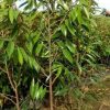 jual tanaman durian musangking batang besar Pesawaran