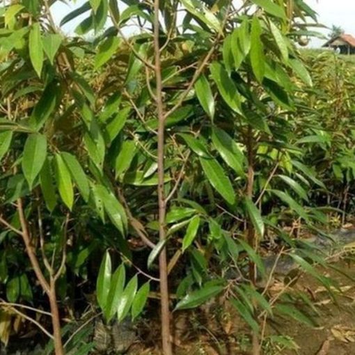 jual tanaman durian musangking batang besar Pesawaran