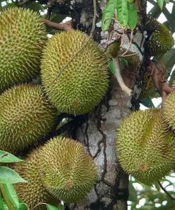 jual tanaman durian musangking hasil okulasi cepat berbuah Bantaeng