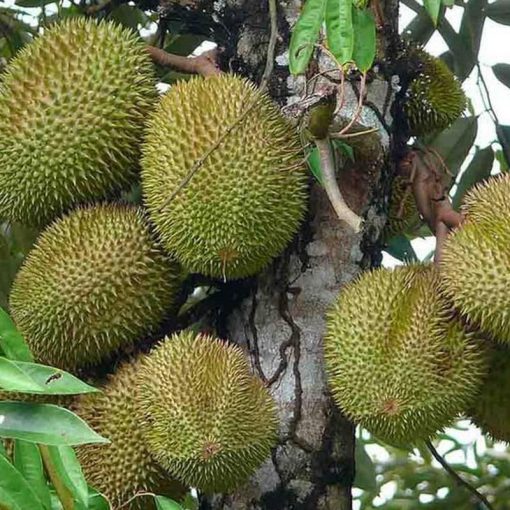 jual tanaman durian musangking hasil okulasi cepat berbuah Bantaeng