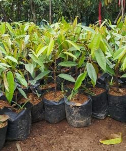 jual tanaman durian musangking hasil okulasi cepat berbuah Musi Banyuasin