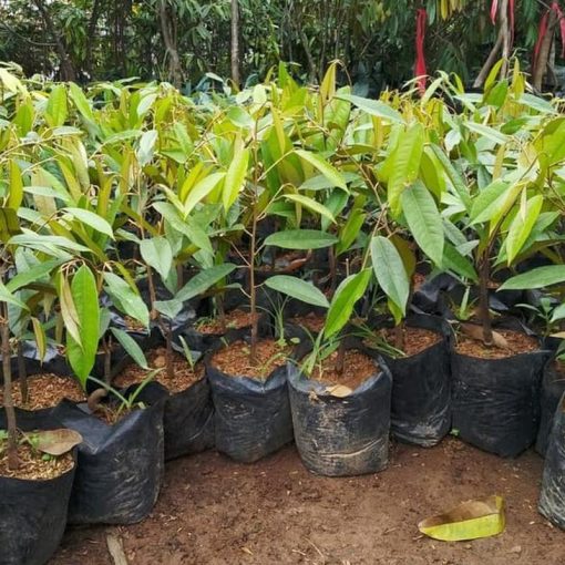 jual tanaman durian musangking hasil okulasi cepat berbuah Musi Banyuasin