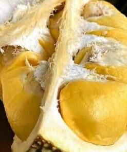 jual tanaman durian musangking hasil okulasi Ogan Komering Ulu