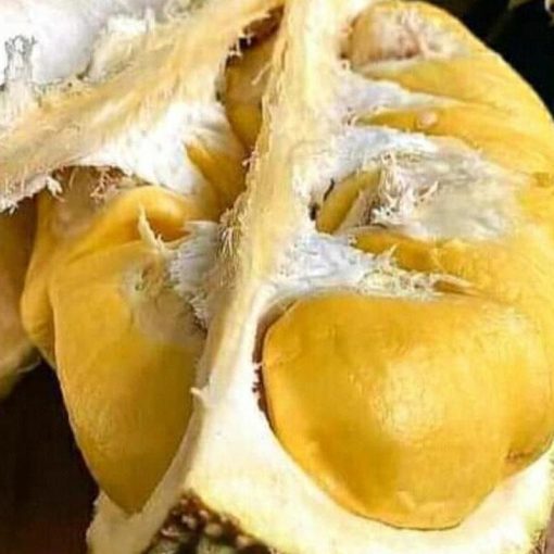 jual tanaman durian musangking hasil okulasi Ogan Komering Ulu