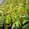 jual tanaman durian musangking kaki 1 okulasi berkualitas Pandeglang
