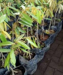 jual tanaman durian musangking kaki 3 1m Cimahi