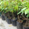 jual tanaman durian musangking kaki 3 Alor